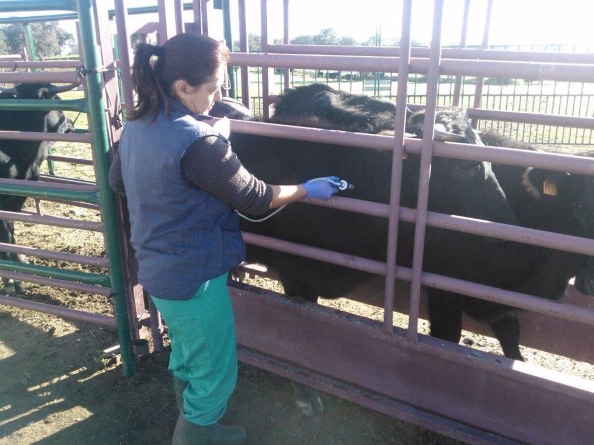 Vacunan de urgencia contra la lengua azul tras detectar dos focos en Huelva