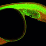 Vinculan una proteína con la regulación de los genes responsables del desarrollo embrionario