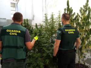 Acaban con un cultivo de marihuana en un patio comunitario en Puente Genil