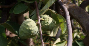 Un guarda rural impide que un ladrón se lleve 400 kilos de chirimoyas en una finca granadina