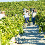 Finaliza la vendimia en el Marco de Jerez con un aumento de producción del 7 %