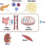 Descubren que una molécula ayuda a predecir enfermedades cardiovasculares en jóvenes