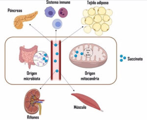 Descubren que una molécula ayuda a predecir enfermedades cardiovasculares en jóvenes