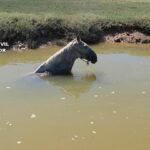 Logran sacar del agua a un caballo atrapado en la marisma del río Piedras