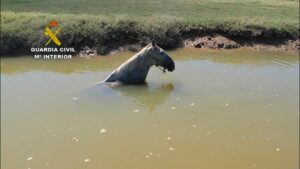 Logran sacar del agua a un caballo atrapado en la marisma del río Piedras