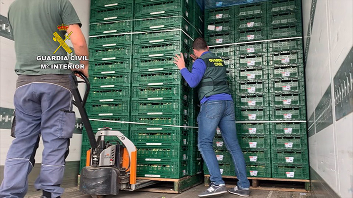 Interceptan 300 kilos de droga oculta entre 16 toneladas de coliflores