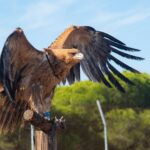 Andalucía, clave en la recuperación del águila imperial ibérica