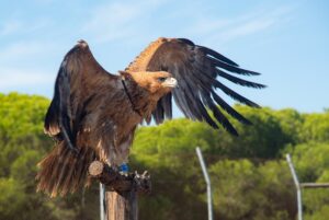 Andalucía, clave en la recuperación del águila imperial ibérica