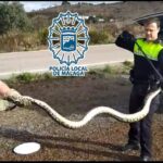 Capturan a una serpiente pitón de más de tres metros de longitud