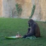 Ekan, el primer gorila nacido en Andalucía, celebra su primer cumpleaños