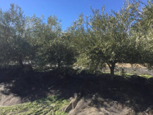 Martos abre su albergue para temporeros de la aceituna