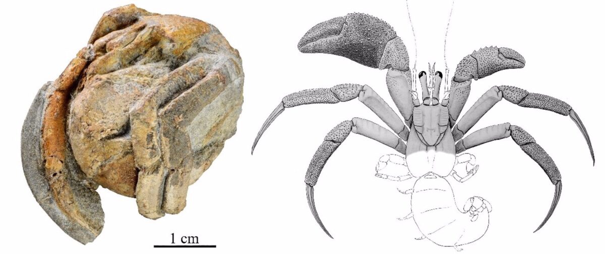 Descubren en Cádiz una nueva especie de cangrejo ermitaño