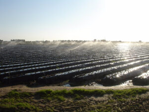 Huelva incrementa casi un 1% la superficie plantada de frutos rojos para esta campaña