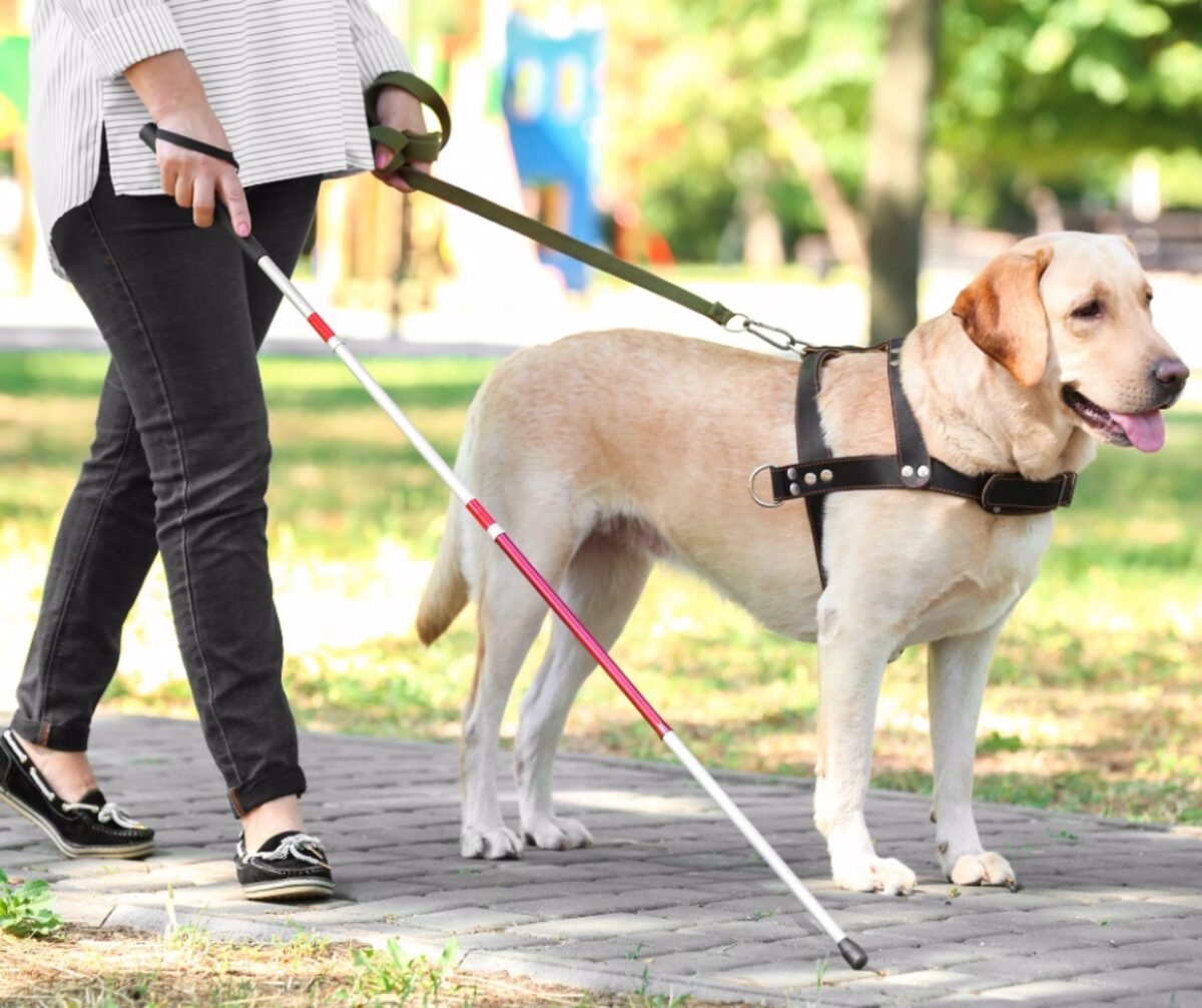 No solo los invidentes podrán llevar perros de asistencia