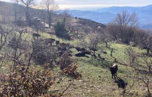 Buscan a los dueños de cien vacas sueltas en Bayárcal