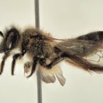 Investigadores descubren una nueva especie de abeja en Doñana