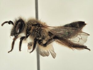 Investigadores descubren una nueva especie de abeja en Doñana