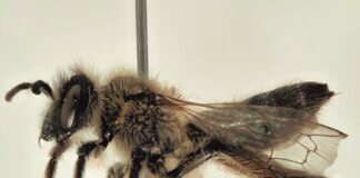 Investigadores descubren una nueva especie de abeja en Doñana