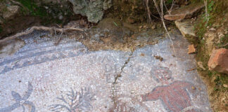 Un movimiento de tierras descubre un gran mosaico romano en un olivar de Adamuz