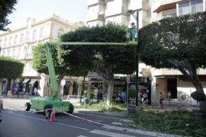 Almería revisa y adelanta la poda de sus palmeras tras el accidente de Cabo de Gata