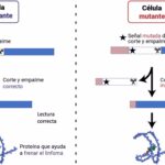 Científicos granadinos identifican nuevas mutaciones relacionadas con el linfoma