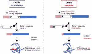 Científicos granadinos identifican nuevas mutaciones relacionadas con el linfoma