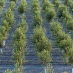 Cuatro pymes andaluzas consiguen financiación para proyectos de mejora genética del olivo