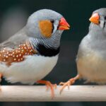 Descubren la transmisión paterna de un cromosoma exclusivo de las células reproductoras de pájaros cantores