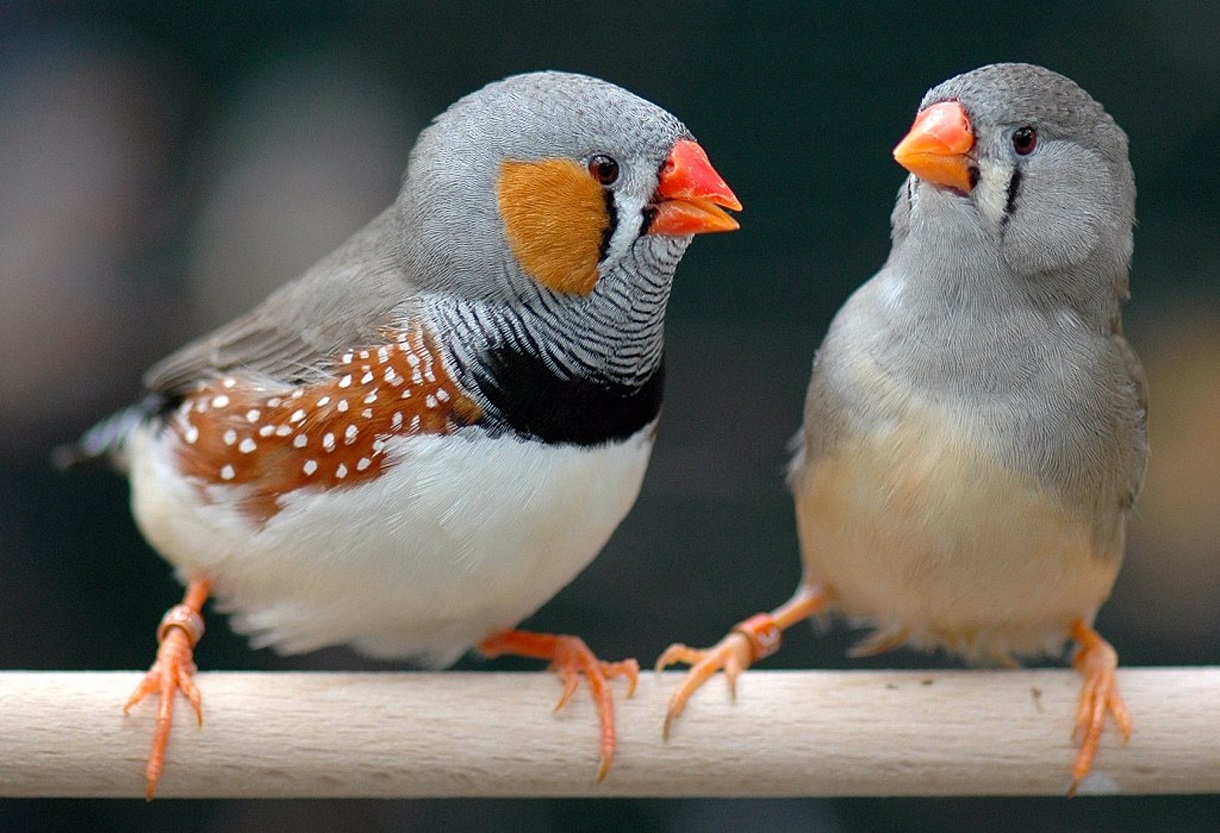 Descubren la transmisión paterna de un cromosoma exclusivo de las células reproductoras de pájaros cantores