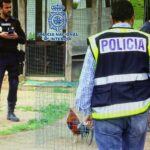 Acaban con tres reñideros para peleas de gallos en Jaén y Córdoba