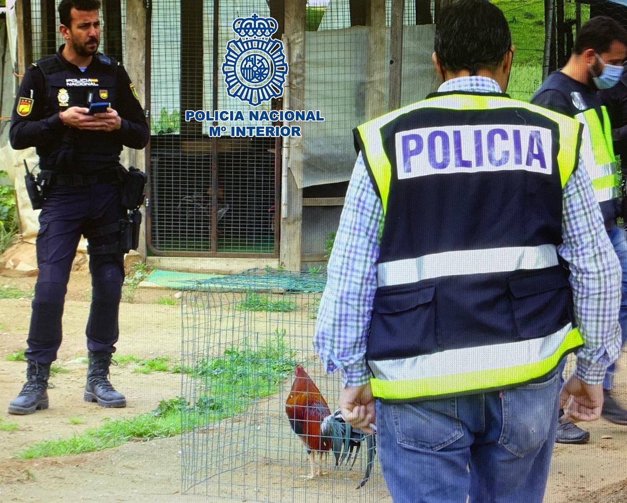 Acaban con tres reñideros para peleas de gallos en Jaén y Córdoba