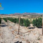 Compraban plantaciones de cáñamo industrial en Almería para tráfico de drogas