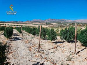 Compraban plantaciones de cáñamo industrial en Almería para tráfico de drogas