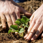 Descubren en Sevilla una manera natural de recuperar suelos contaminados