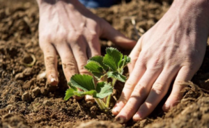 Descubren en Sevilla una manera natural de recuperar suelos contaminados