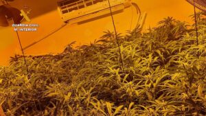 Denuncia a la Guardia Civil que le han robado marihuana y acaba siendo investigado