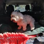 Rescatan a un perro de manos de un hombre que lo llevaba andando por la autovía
