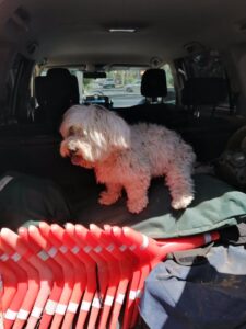 Rescatan a un perro de manos de un hombre que lo llevaba andando por la autovía