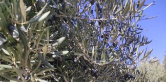Obtener etanol de biomasa de la poda del olivo es posible