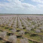 Andalucía revalidará su liderazgo nacional en producción de almendra