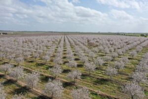 Andalucía revalidará su liderazgo nacional en producción de almendra