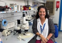 La laminina, una proteína clave en la formación correcta de los órganos