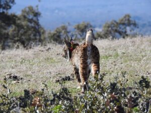 El lince ibérico, cada día más lejos del peligro de extinción