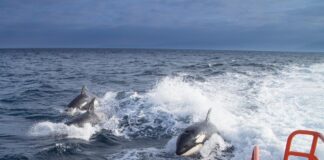 Auxilian a un velero en el Cabo Trafalgar tras ser 'visitado' por orcas